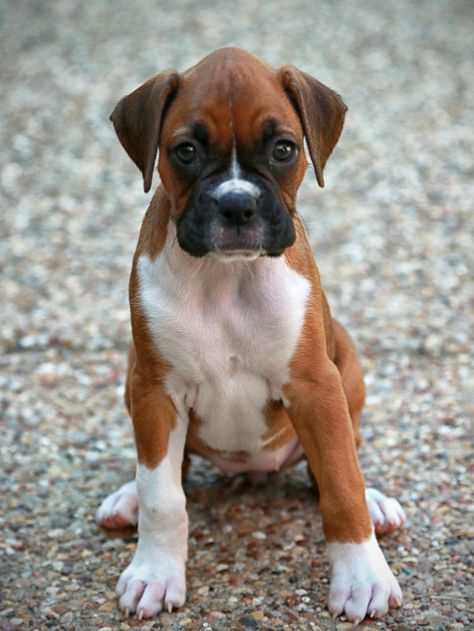 Lizzy the Boxer puppy Puppy Boxer Dog, Boxer Dog Pictures, Boxer Mix Puppies, Cute Boxer Puppies, European Boxer Dogs, American Boxer, Boxer Dogs Facts, Puppy Dog Pictures, Boxer Dog Puppy