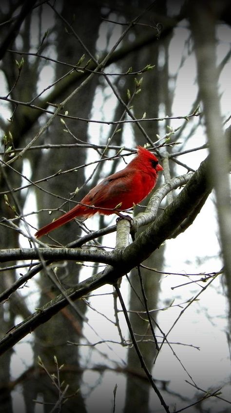 Download Winter Cardinal wallpaper by Nerdymombie - 77 - Free on ZEDGE™ now. Browse millions of popular bird Wallpapers and Ringtones on Zedge and personalize your phone to suit you. Browse our content now and free your phone Cardinal Wallpaper, Cardinals Wallpaper, Cardinal Pictures, Winter Cardinal, Animal Nature, Bird Wallpaper, Red Birds, Cats Dogs, Sherpa Blanket