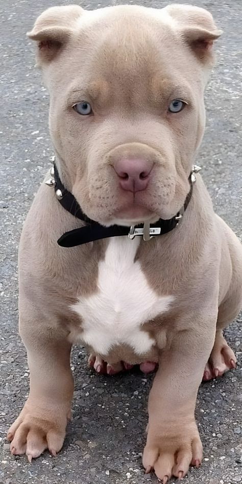 Grey Pitbull Puppies, Cute Pitbull Puppies, Pitbull Dog Puppy, Pit Puppies, Blue Pitbull, Pitbull Dog Breed, Pitbull Puppies For Sale, Very Cute Animals, Pit Bull Puppies