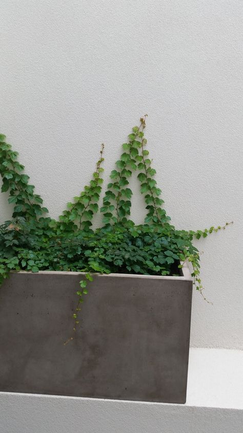 Wall Creeper Plants, Creeper Wall, Creeper Plants, Parthenocissus Tricuspidata, Creepers Plants, Boston Ivy, Creeping Fig, Ivy Wall, Virginia Creeper