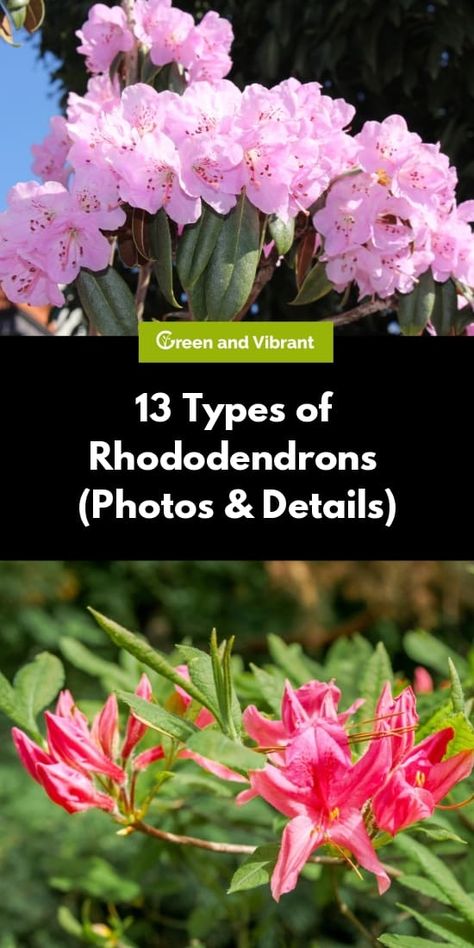 Rhododendron Varieties, Colorful Shrubs, Backyard Flowers Garden, Diy Garden Fountains, Garden Shrubs, Sun And Water, Beautiful Flowers Garden, Garden Fountains, Evergreen Shrubs