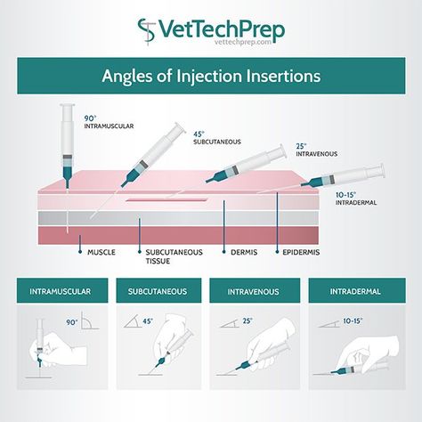 The Savvy VetTech | Fact of the Day Tech Infographic, Vet School Motivation, Veterinarian Technician, Vet Tech School, Veterinary Tech, Vet Tech Student, Vet Technician, Veterinary Studies, Veterinary School