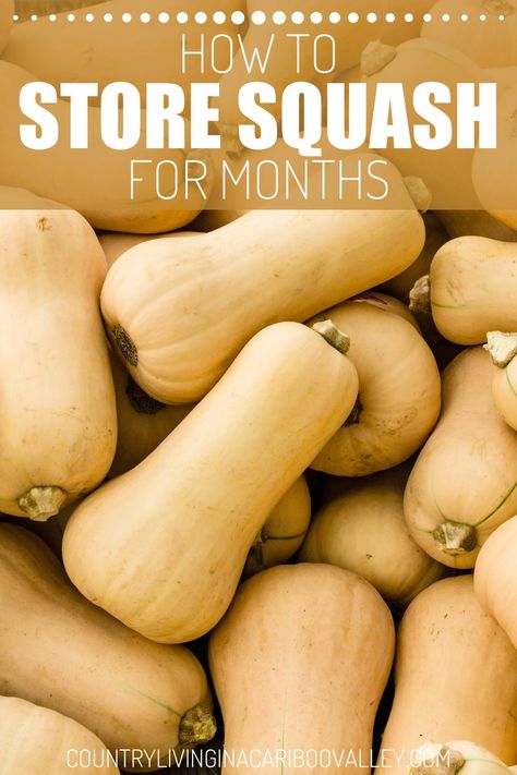 Learn how to store squash long term. What to do with winter squash to keep squash and pumpkins good for months. Enjoy squash and pumpkins all winter using these proven storage methods to store whole gourds, squash and pumpkins Storing Squash For The Winter, How To Store Squash, Storing Squash, Pumpkin Storage, Canning Squash, Cushaw Squash, Canned Squash, Crookneck Squash, Squash Seeds