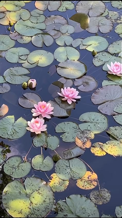 Water Lily Top View, Lotus Pond Aesthetic, Pond Painting, Japanese Water, Pond Life, Water Lilly, Lotus Pond, Lily Pond, Spring Is Coming