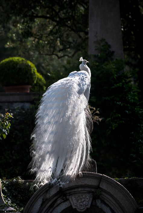 Wild Chicken, Luxurious Garden, Wild Animals Photography, African Royalty, White Peacock, Peacock Painting, Secret Gardens, Cute Animal Photos, Animal Fashion