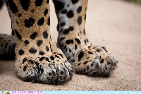 Toes (I assume this is a leopard since cheetahs claws do not retract) African Safari, Leopards, Animals Friends, Big Cats, Beautiful Creatures, Wild Cats, Animal Kingdom, Jaguar, Animal Pictures