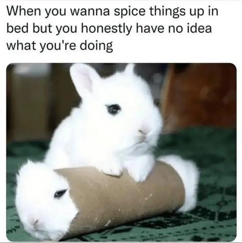 Gonna be a spicy Thursday with the 160st eromeme album. Bring a tortilla and get your fill. - eromeme post - Imgur Funny Grunge, Love Bunnies, White Rabbits, Cute Bunnies, Funny Bunnies, Bunny Rabbits, Baby Bunnies, Cute Creatures