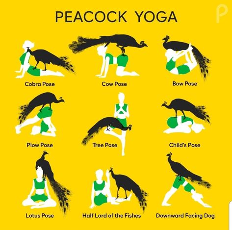 Peacock Pose, Goat Yoga, Bow Pose, Cow Pose, Cobra Pose, Downward Facing Dog, Lotus Pose, Tree Pose, Yoga Is