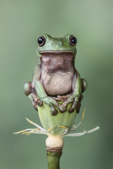 Perched on Lotus Pod Photo Animaliere, Frog Sitting, Funny Frogs, Green Frog, A Frog, Frog And Toad, Tree Frogs, Appaloosa, Cute Frogs