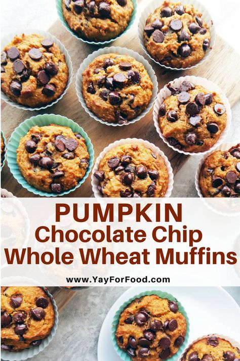 A tasty dessert that’s perfect for fall! Delicious, soft, and full of chocolate chips, these pumpkin muffins are easy to make and ready in 30 minutes! #desserts | #snacks | #sweets | #vegetarian | #recipes | #pumpkinrecipes | #breakfast | #pumpkinmuffins | #chocolate | #muffins | #easydesserts | #easyrecipes | #pumpkineverything Healthy Pumpkin Chocolate Chip Muffins, Chocolate Chip Pumpkin Muffins, Wheat Muffins, Whole Wheat Muffins, Chef Savvy, Chocolate Chip Muffin Recipe, Pumpkin Chocolate Chip Muffins, Tasty Dessert, Pumpkin Chocolate Chip