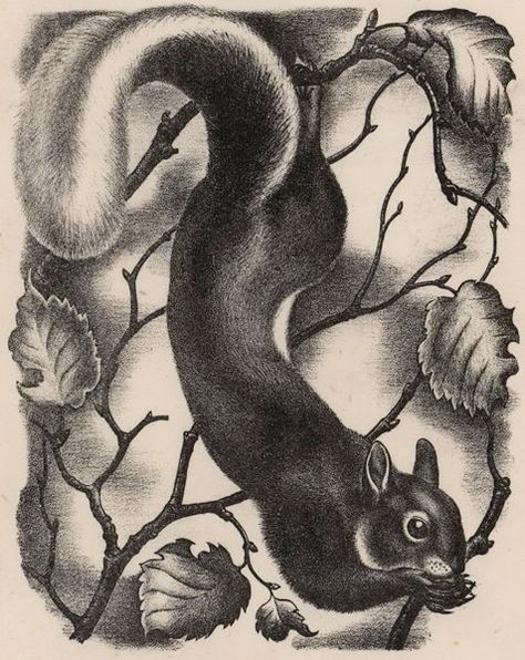 Animalarium: A Woman's Work Vintage Squirrel, Wood Engraving, British Art, Arte Animal, Animal Illustration, Linocut, Printmaking, New Art, Animal Art