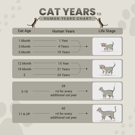 #CatAge #FelineFun #PetLove Cat Years, Cat Tree House, Cat Ages, Pet Care Tips, Life Stages, How Old, Let's Celebrate, Cat Tree, Lets Celebrate