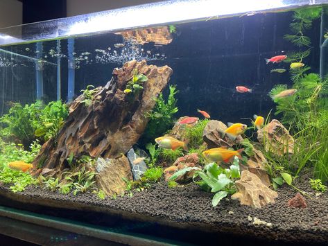 Aqua Scaping Freshwater Aquarium, Aqua Scape Ideas Planted Aquarium, 40 Gallon Aquarium Ideas, Aqua Scape Ideas, Fish Tank Wall, Aqua Scape, Aqua Scaping, Aquarium Architecture, Fish Aquarium Decorations