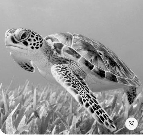 Black And Grey Sea Turtle Tattoo, Realism Sea Turtle Tattoo, Marine Life Art Gcse, Sea Turtle Tattoo Realistic, Sea Turtle Black And White, Turtle Black And White, Sea Turtle Tattoo Design, Sea Turtle Wallpaper, Sea Life Tattoos