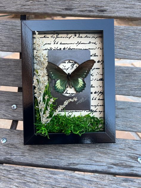 Pinned Butterfly Display, Butterfly Shadow Boxes, Butterfly Preservation, Moth Display, Beautiful Taxidermy, Butterfly Display, Butterfly Shadow, Insect Decor, Oddities Decor