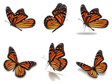 Learn How to Draw a Monarch Butterfly in Five Easy Steps Monarch Butterfly Drawing, Monarch Butterflies Art, Monarch Butterfly Tattoo, Butterfly Monarch, Butterfly Art Painting, Simple Butterfly, Butterfly Images, Monarch Butterflies, Butterfly Drawing