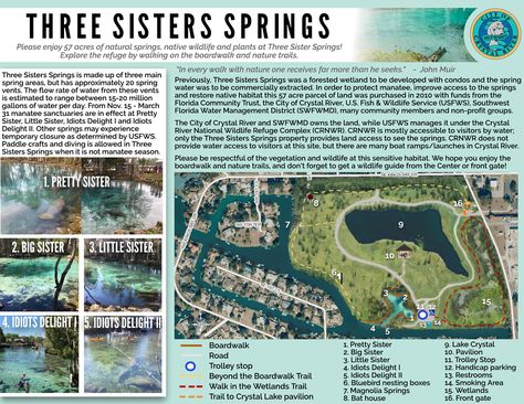 Three Sisters Springs, Crystal River, Florida Three Sisters Springs Florida, Swimming With Manatees, Crystal River Florida, The Three Sisters, Indian Shores, Florida Adventures, Bucket List Vacations, Indian Rocks Beach, Crystal Springs