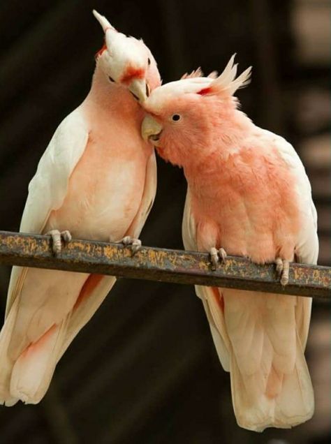 Major Mitchell Cockatoo, Cockatoo Bird, Pink Cockatoo, Australian Wildlife, Australian Birds, Rare Animals, Bird Pictures, Tropical Birds, Cute Animal Photos