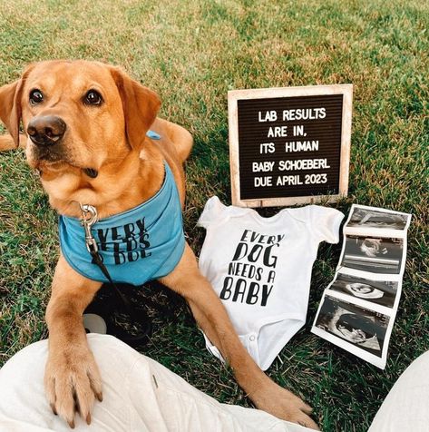 31+ Creative and Adorable Pregnancy Announcement Ideas With Dogs – My Motherhood Made Easy Creative Baby Announcements, Big Brother Pregnancy Announcement, Dog Baby Announcement, Dog Pregnancy Announcement, Baby Announcement Photoshoot, Pregnancy Announcement Ideas, Cute Pregnancy Announcement, Baby Announcement Pictures