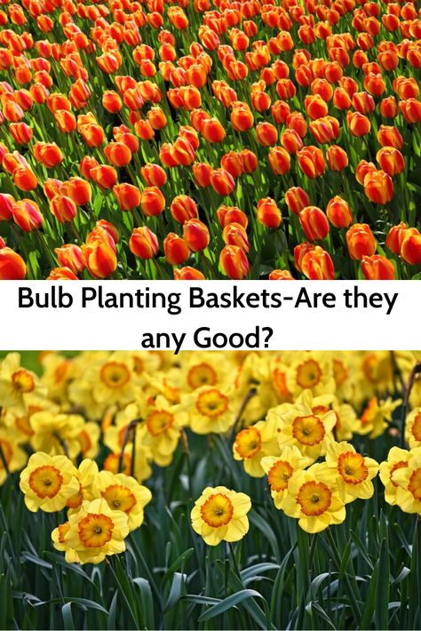 Do you what to know if bulb planting baskets are any good. Bulb Basket, Bulb Planting, Plants And Gardening, Flower Gardening, Cut Flower Garden, Plant Basket, Planting Bulbs, Bulb Flowers, Container Plants