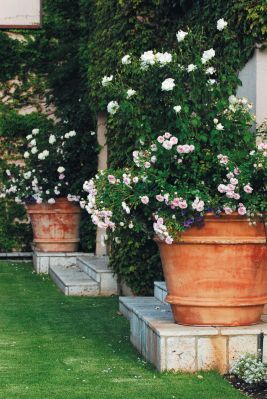 Roses In Terracotta Pot, Big Terracotta Pots, Potted Hydrangeas, Tiled Steps, Potted Roses, Big Pots, Stone Steps, Garden Urns, Side Garden