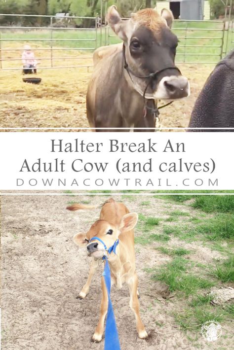 Cow Care, How To Halter Break A Calf, Raising Cows For Beginners, Cow Care Tips, Cow Milking Station, Cow Barn Ideas, Jersey Calf, Cow Barn, Halter Breaking A Calf