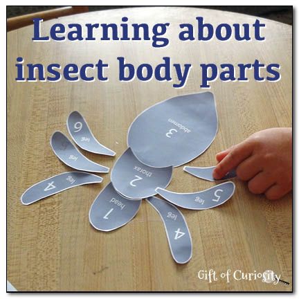 Learning about insect body parts {free printable} from Gift of Curiosity Parts Of An Insect, Insect Body Parts, Insect Anatomy, Insect Unit, Insects Preschool, Bugs Preschool, Insect Activities, Insect Crafts, Insects Theme