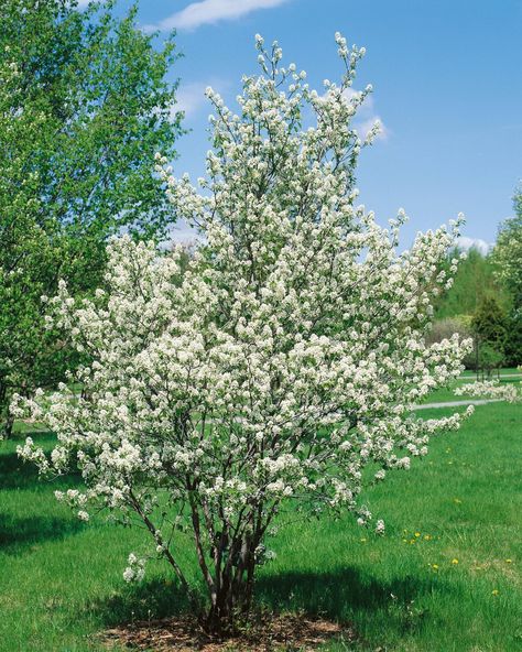 Why Amelanchier is the perfect shrub for small gardens | Weekend | The Times Small Garden Trees Uk, Small Garden Uk, Edible Berries, Small Trees For Garden, Small Front Gardens, Street Trees, Specimen Trees, Ornamental Trees, Flowers Bloom