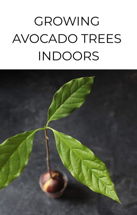 Avocado trees are commonly grown indoors because they are not cold hardy. While they are a popular indoor plant, there are certainly some limitations to growing them as houseplants. Fortunately, you can grow avocado trees successfully indoors with a few important tips. Contents show 1. Starting from seed is for fun, not for fruit 2. … Fruit Garden Landscape, Indoor Avocado Tree, Growing Avocado, Trees Indoors, Avocado Trees, Avocado Plant, Grow Avocado, Large Greenhouse, Planting Pot