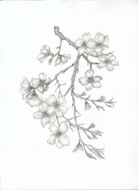 Almond Blossom Branch Almond Tree Branch Tattoo, Almond Blossom Drawing, Almond Tree Drawing, Cheery Blossoms Drawing, Almond Tree Tattoo, Almond Tattoo, Almond Flower Tattoo, Almond Blossom Tattoo, Cheery Blossoms Tattoo