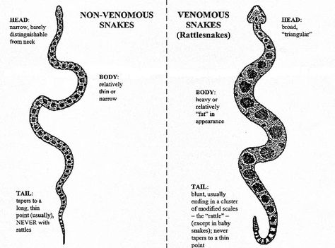 Snakes Online! > In My Yard > Rattlesnake Brochure Malaria Parasite, Milk Snake, Poisonous Snakes, Types Of Snake, Sea Snake, Venomous Snakes, Largest Snake, Coral Snake, Pit Viper