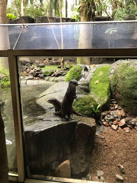 Daisy and Percy at Australia Zoo - got to hand feed these lil cuties : Otters Otter Puns, North American Beaver, Zoo Boo, Zoo Inspiration, Zoo Project, Zoo Ideas, Zoo Architecture, Otters Cute, Otter Love