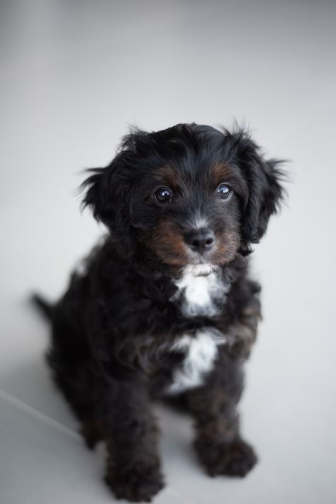 12 week old cavoodle puppy. Black, white and tan Black And White Puppies, Cavoodle Black, Black And White Cavapoo, Cavapoo Black, Black And White Cockapoo, Cockapoo Puppies Black, Black Cavapoo, Cockapoo Black And White, Cavapoo Black And White