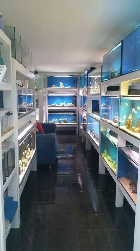 Fish Room Ideas Aquarium, Aquarium Room Ideas, Aquarium Rack, Aquarium Room, Fish Room, Aquarium Store, Fish Aquarium Decorations, Aquarium Shop, Fish Store