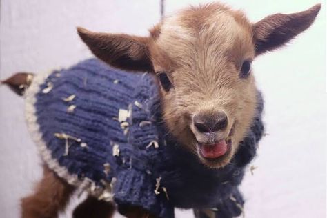 day 16: this goat is jus too adorable 🤩😻 ima keep uploading baby goats cos they jus too damn cute 🙈🤩🐐 dm me ur goats to be ina future post 🐐💘 #babygoat #babygoats #goat #cute #cutegoats #goats #dailygoatpic Baby Goats In Sweaters, Goat Fencing, Goats Cute, Aesthetic Pets, Goats In Sweaters, Pygmy Goats, Cute Goat, Animal Aesthetic, Portrait Animal