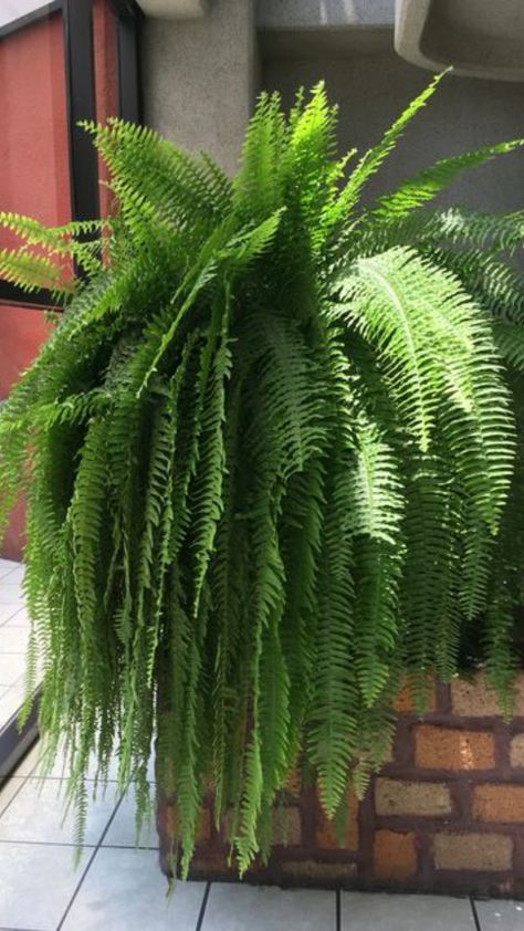 Indoor Plants Bathroom, Fern House, Indoor Plants Apartments, Indoor Plants Diy, Hanging Ferns, Indoor Tropical Plants, Indoor Plant Wall, Ferns Garden, Tanaman Pot