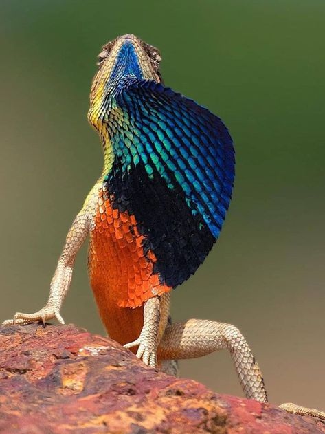 This superb lizard lives mostly on the ground in open ground patches and takes its name after natural historian, David Attenborough. > CLICK TO LEARN MORE Best Travel Insurance, Image Nature, Wind Farm, Photo Caption, Wildlife Photos, Reptiles And Amphibians, Amphibians, Wildlife Photography, Beautiful World