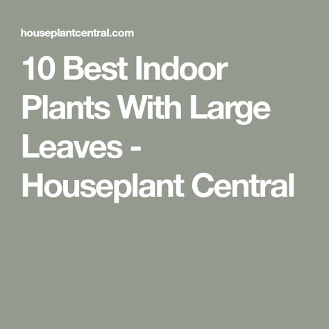 10 Best Indoor Plants With Large Leaves - Houseplant Central Big Leaf Indoor Plant, Musa Banana, Big Leaf Plants, Rubber Tree Plant, Fatsia Japonica, Leafy Plants, Banana Plants, Inside Plants, Best Indoor Plants