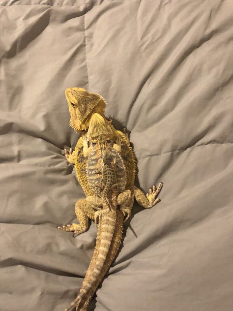 Bearded Dragon Photoshoot, Dragon Thigh Tattoo, Bearded Dragon Funny, Bearded Dragon Cute, Bearded Dragon Care, Pygmy Goat, Cute Reptiles, Thigh Tattoos, Funny Animal Jokes