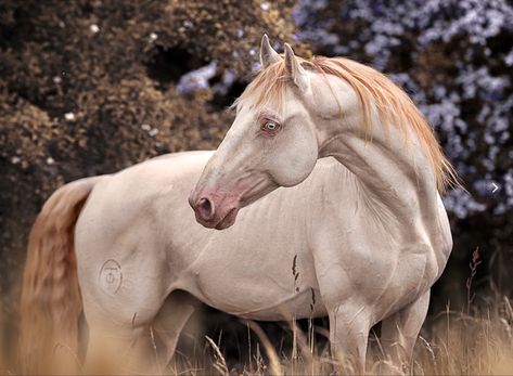 Perlino Horse, Nice Animals, Kathiyawadi Horse, Spanish Horse, Horse Coat Colors, Wild West Theme, Horse Inspiration, Andalusian Horse, Horse Aesthetic