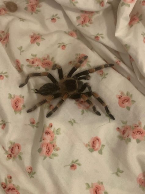 Coquette Tarantula, Coquette Spider, Scary Coquette, Tarantula Aesthetic, Spiders Aesthetic, Cool Spiders, Spooky Coquette, Aesthetic Spider, Spider Aesthetic