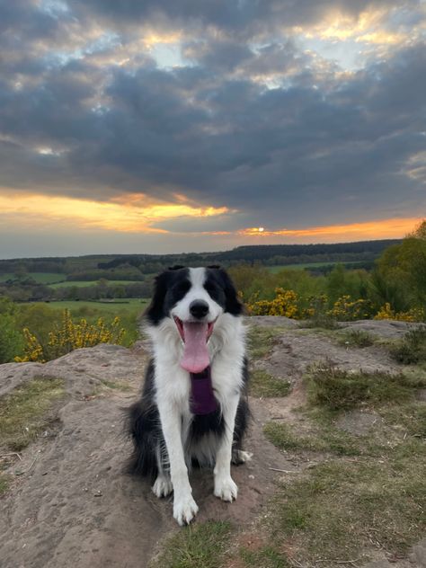 sunset dog walk hike europe uk border collie puppy black white Puppy Black, Border Collie Puppy, Trail Dog, Collie Puppy, Hiking Europe, Border Collie Puppies, Dog Walk, Simple Life, Cute Funny Animals