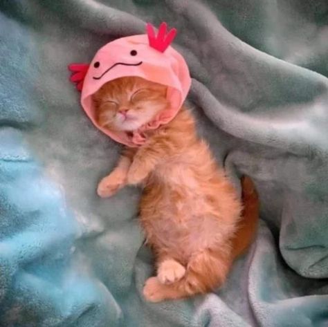 𝐚𝐱𝐨𝐥𝐨𝐭𝐥 𝐤𝐢𝐭𝐭𝐲 Axolotl Cute, Cat Jokes, Funny Cat Photos, Cute Animal Photos, Cute Cats And Kittens, Cute Kittens, Maine Coon, Cute Little Animals