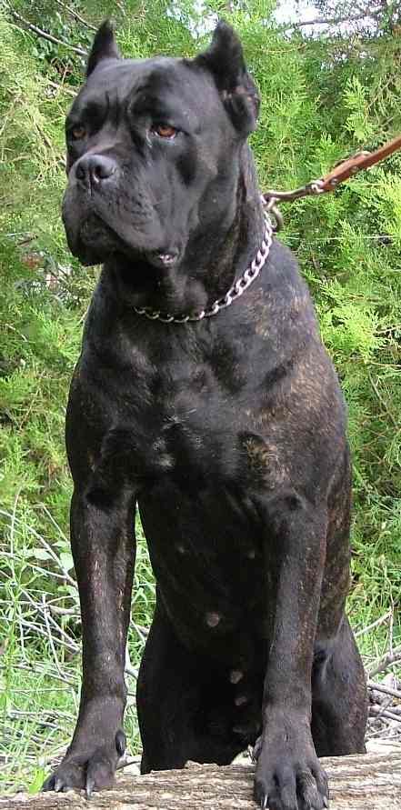 I would NOT want to mess with this dog's family. . . Chien Cane Corso, Cane Corso Italian Mastiff, Cane Corso Mastiff, Pitt Bull, Dogs Stuff, Cane Corso Dog, Corso Dog, Huge Dogs, Tibetan Mastiff