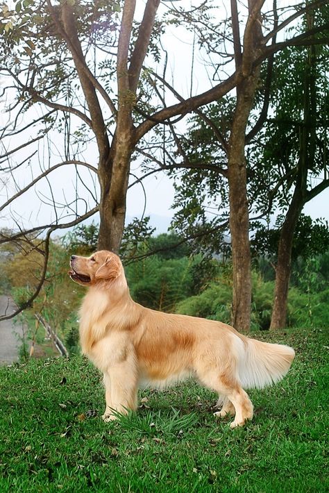 Golden Retriever Side Profile, Santa Hairstyle, Pictures Of Golden Retrievers, Dark Golden Retriever, Golden Retriever Colors, Gold Retriever, Wallpaper 2022, Chien Golden Retriever, Golden Retriever Art