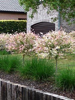 'hakuro-nishiki' | Salix integra ' Hakuro Nishiki ' Hakuro Nishiki, Salix Integra, Boxwood Garden, Unique Garden Decor, Front Landscaping, Garden Shrubs, Garden Landscape Design, City Garden, Garden Borders