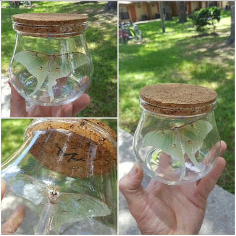 Skyrim Bug in a Jar Skyrim Room Ideas, Skyrim Nursery, Skyrim Birthday Party, Skyrim Crafts Diy, Skyrim Bedroom, Skyrim Party, Skyrim Wedding, Skyrim Inspired Home, Skyrim Room