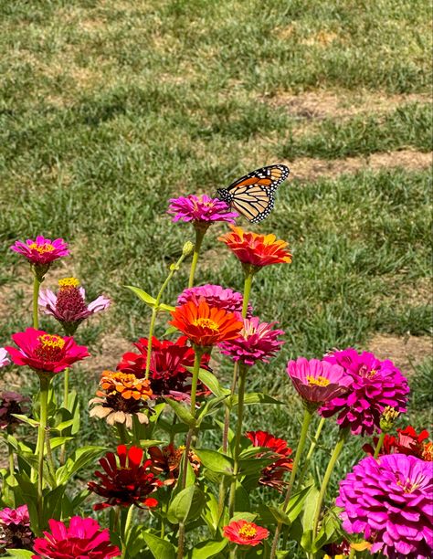 Zinnias Aesthetic, Zinnia Aesthetic, Pink Green Background, Nature Butterfly, Zinnia Flowers, Aesthetic Flowers, Flowers Aesthetic, Parts Of A Plant, Green Background