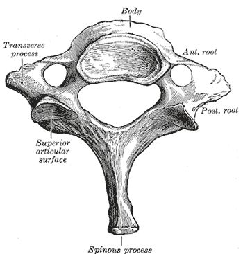 C7 vertebrae Drawing Human Anatomy, Gross Anatomy, Male Figure Drawing, Spinal Surgery, Cervical Vertebrae, Science Quotes, Skeletal System, What Is Science, Human Figure Drawing