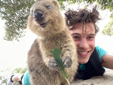 Todo sobre el quokka, el animal más feliz del mundo Shawn Mendes Smiling, Patrick Schwarzenegger, Lena Headey, Sarah Hyland, Taylor Lautner, Jack Johnson, Joe Jonas, Jake Gyllenhaal, Chris Pratt